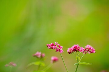 腰が強くとてもおいしい赤そばは高嶺ルピーと呼ばれて蕎麦通に好まれています