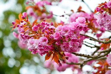 Cherry Blossoms in Spring
