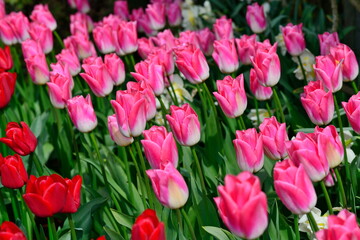 Beautiful Tulips in Skagit Valley, Washington-USA
