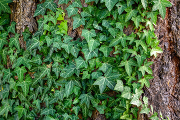 Invasive English Ivy growing up the trunk of an evergreen tree
