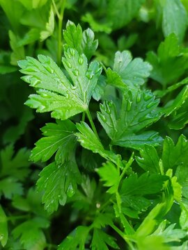 close up of parsley