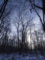 trees in winter