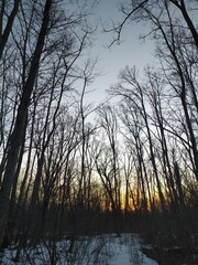 sunset in the forest