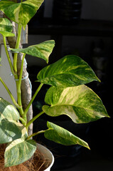 Beautiful Leaf Epipremnum aureum (sirih gading) plant