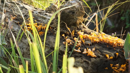 Micro Mushroom Growing on the Wood