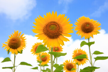 ひまわり畑と青空