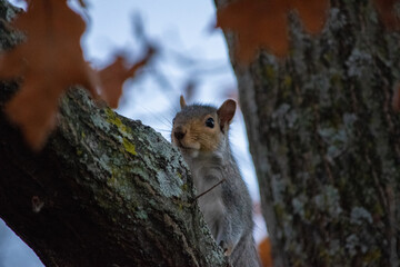 Fototapeta premium squirrel