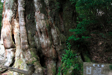 紀元杉
