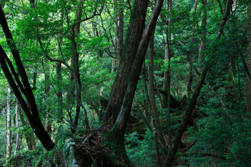 ヤクスギランド