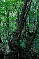 ヤクスギランド