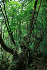 ヤクスギランド