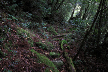 ヤクスギランド