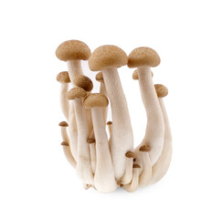 brown beech mushroom on white background