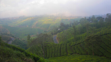 Beautiful natural scenery of tea plantation hill, aerial view.
