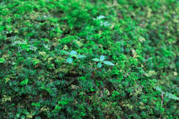 苔と新芽