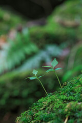 苔と新芽