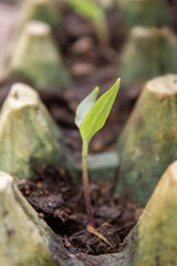 Nice photography of a sheet of chilli pepper