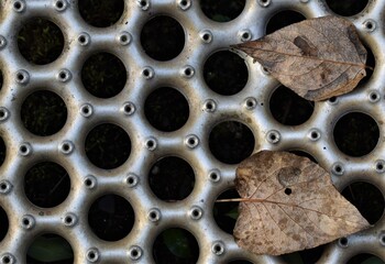 Metal grate with circular holes with dark background.  Dried autumn leaves on grate.