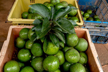 Avacodo are harvested in a basket waiting for farmers selecting product quality