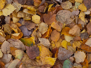 Yellow autumn foliage lies on the ground on a path in the park. Natural yellow foliage fallen from trees