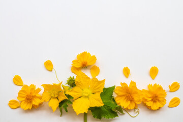 yellow flowers cosmos with leaf arrangement flat lay postcard style on background white 