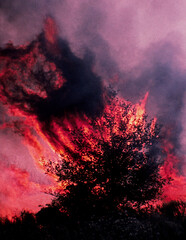 Burning Bush