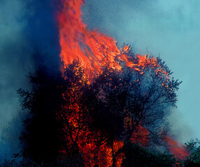 Burning Bush