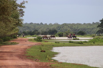 Fototapeta premium horse riding in the park