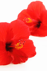 Obraz premium ハイビスカス