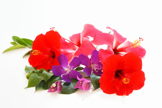 南国の花 の画像 86 692 件の Stock 写真 ベクターおよびビデオ Adobe Stock