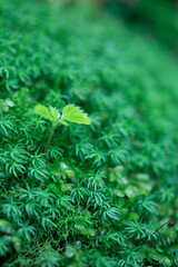 苔と新芽