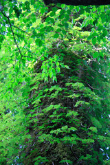 Fototapeta premium 樹皮