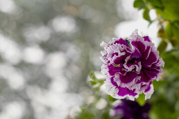 Beautiful purple petunia hybrid on blurred background, copy space. Terry petunia purple with white edges on a beautiful blurred background with sun glare. Place for text