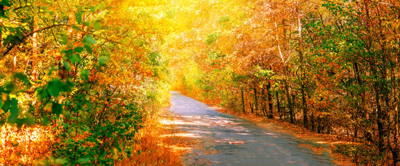 Fototapeta na wymiar Road in the autumn forest