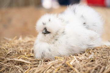 white silkie hen on a straw, Fluffy splash silkie rooster.