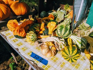 Many Colorful Gourds and Mini Pumpkins Available for Sale on a Table Outside at a Farm Stand