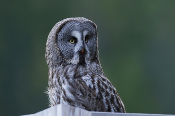 Great grey owl (Strix nebulosa)