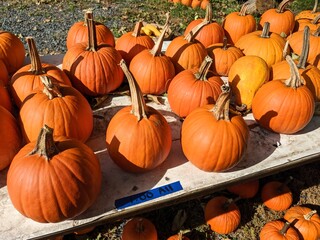 Many Orange Sugar Pumpkins on Sale on a Table Outdoors at a Neighborhood Farm Stand