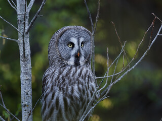 Great grey owl (Strix nebulosa)