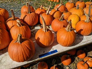 Many Orange Sugar Pumpkins on Sale on a Table Outdoors at a Neighborhood Farm Stand