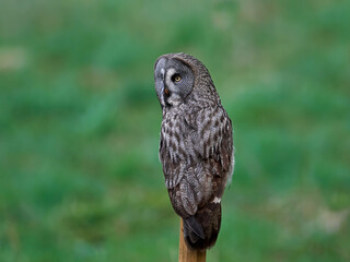 Great grey owl (Strix nebulosa)
