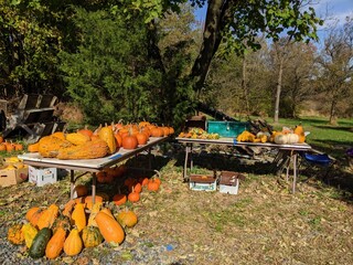 Many Orange Sugar Pumpkins, Gourds, and other Fall Decor on Sale on a Table Outdoors at a Neighborhood Farm Stand