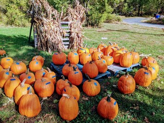 Many Orange Craft Pumpkins for Sale on a Table Outdoors at a Farm Stand with Corn Stalks in the Background