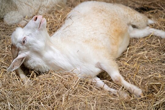 white male American Pygmy goat lying on straw : funny portrait