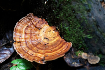 Mushroom. Brown wild mushroom at big tree that fell down in the deep forest. Forest mushroom with small green moss