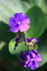 Obraz premium 南国の花