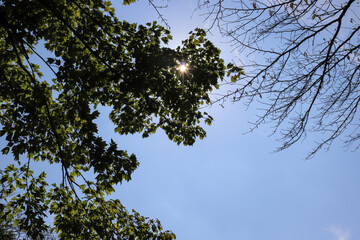 グリーン 木々 太陽 空