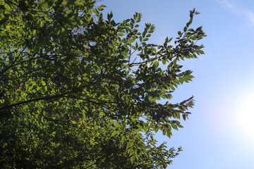 グリーン 木々 空