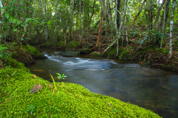 Obraz premium stream in the forest