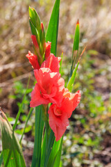 Beautiful gladiolus flower in a garden